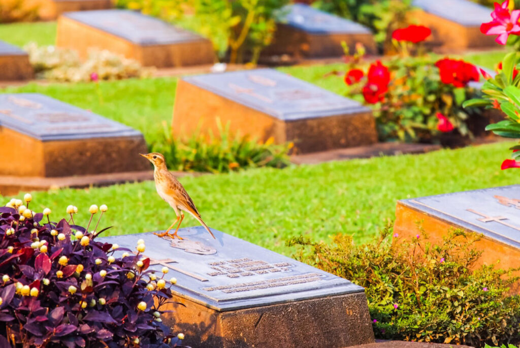 graves with green grass and flowers